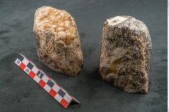 Foto (Seitenansicht) von Plantae indet.  (NHMW-GEO-2024-0188-11587)
